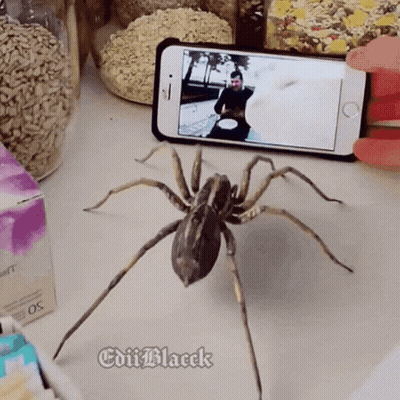 Spider Next To Cell Phone Saying Edit Black GIF