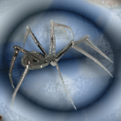 Spider On Blue Surface GIF