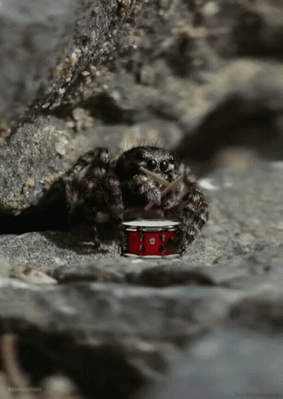 Spider On Red Drum On Rocky Surface GIF