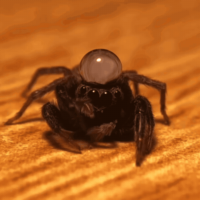 Spider With Bubble On Head GIF
