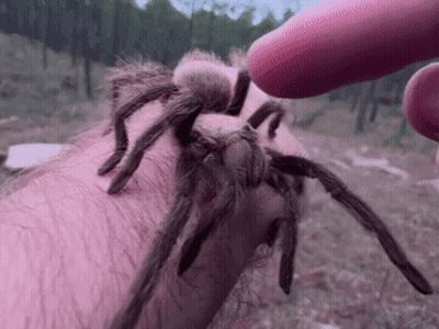 Spider With Going To Bed Be Safe Love You GIF