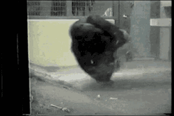 Spin Gorilla Twirling Dancing Breakdance  GIF