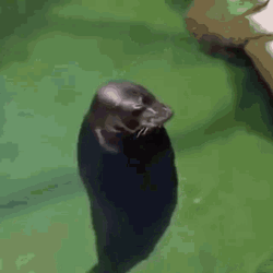 Spin Sea Otter Seal Twirling GIF
