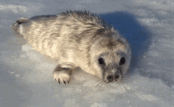 Spinning Baby Seal GIF