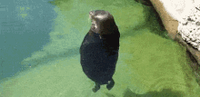 Spinning Black Seal GIF