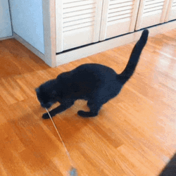 Spinning Cat Chasing Toy GIF