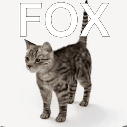 Spinning Cat Fox GIF