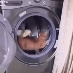 Spinning Cat Inside Spin Drier GIF