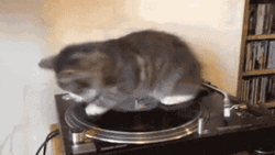 Spinning Cat Riding Disc Player GIF