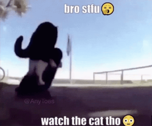 Spinning Cat Watch The Cat Tho GIF