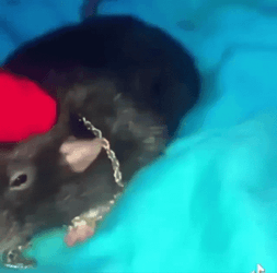 Spinning Chubby Rat Lying In Bed GIF
