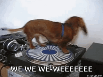 Spinning Dachshund On A Broken Record GIF