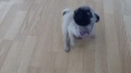 Spinning Dancing Pug Dog GIF
