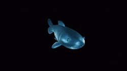 Spinning Deep Sea Fish Animation GIF