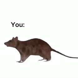 Spinning Fish And Mouse Meme GIF