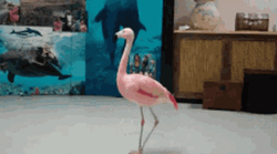 Spinning Flamingo GIF
