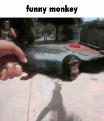 Spinning Funny Hanging Monkey GIF