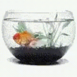 Spinning Gold Fish Glass Bowl Aquarium GIF