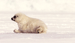 Spinning In Ice White Seal GIF
