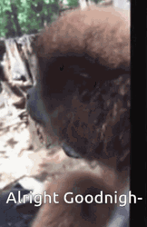 Spinning Monkey Alright Goodnight GIF