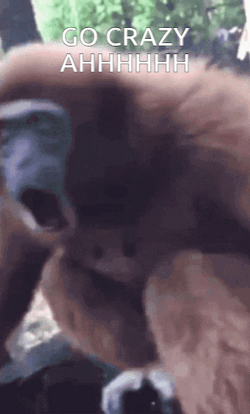 Spinning Monkey Going Crazy GIF