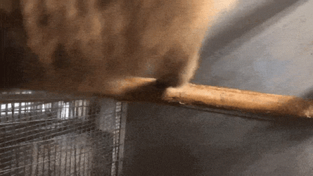 Spinning Monkey Horizontal Branch GIF