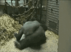 Spinning Monkey Silver Back Gorilla Playing GIF