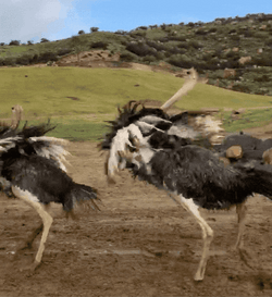 Spinning Ostrich Enjoying Her Moment GIF