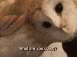 Spinning Owl Head Whatcha Doin GIF