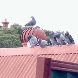 Spinning Pigeon  GIF