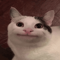 Spinning Polite Beluga Cat GIF