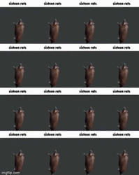 Spinning Rat 16 Way Grid GIF