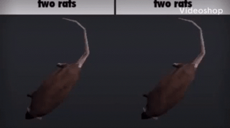 Spinning Rat 2 Way Split Screen GIF