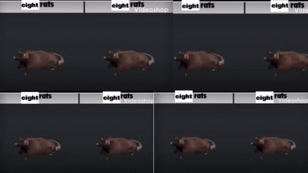 Spinning Rat 8 Way Split Screen GIF