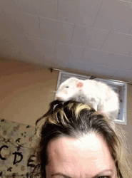 Spinning Rat In Human Head GIF
