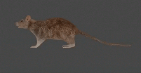 Spinning Rat Pause Running Away GIF