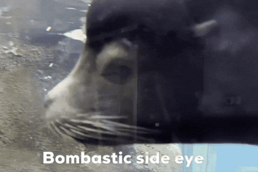 Spinning Seal Bombastic Side Eye GIF