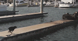 Spinning Seal Dog Chase GIF