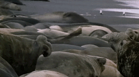 Spinning Seal Fight GIF