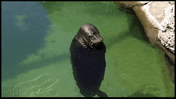 Spinning Seal In Water GIF
