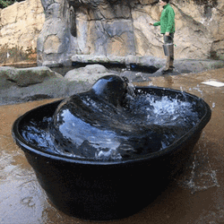 Spinning Seal In Water Tub GIF