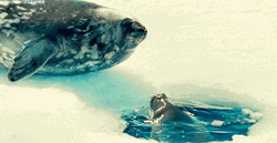 Spinning Seal Kiss GIF