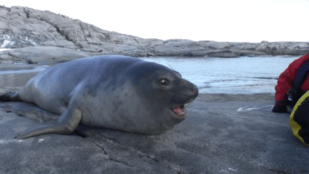 Spinning Seal Open Mouth GIF