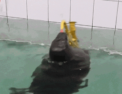 Spinning Seal Playing Trumpet GIF