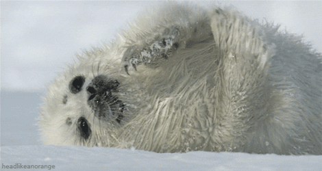 Spinning Seal Scratching GIF