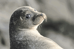 Spinning Seal With It GIF