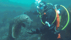 Spinning Seal With Scuba Diver GIF