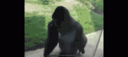 Spinning Silver Back Monkey Glass Display GIF