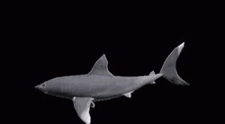 Spinning Silver Shark Fish Dark Backdrop GIF