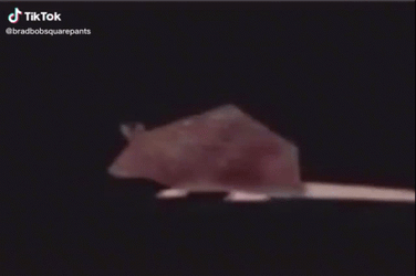 Spinning TikTok Rat Long Tail GIF